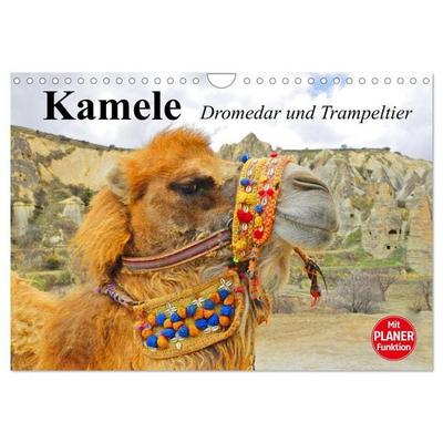 Kamele. Dromedar und Trampeltier (Wandkalender 2026 DIN A4 quer), CALVENDO Monatskalender