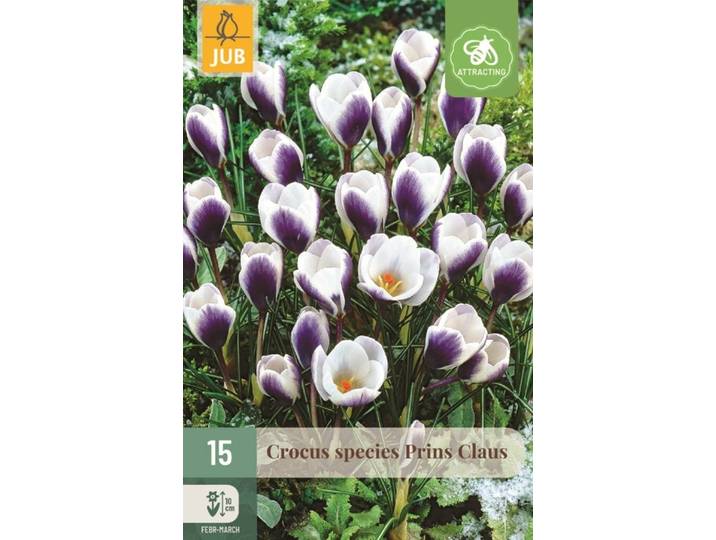 Crocus prins Claus 15 bollen