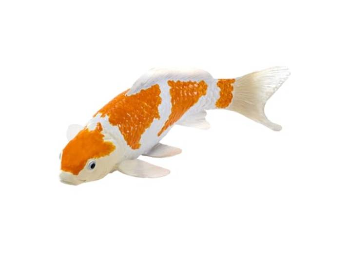 Mojo Farmland Koi Karper - Ochiba Shigure Koi (Goudwit) 381104
