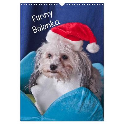 Funny Bolonka (Wandkalender 2026 DIN A3 hoch), CALVENDO Monatskalender