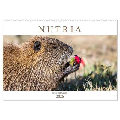 NUTRIA mit Nachwuchs (Wandkalender 2026 DIN A2 quer), CALVENDO Monatskalender