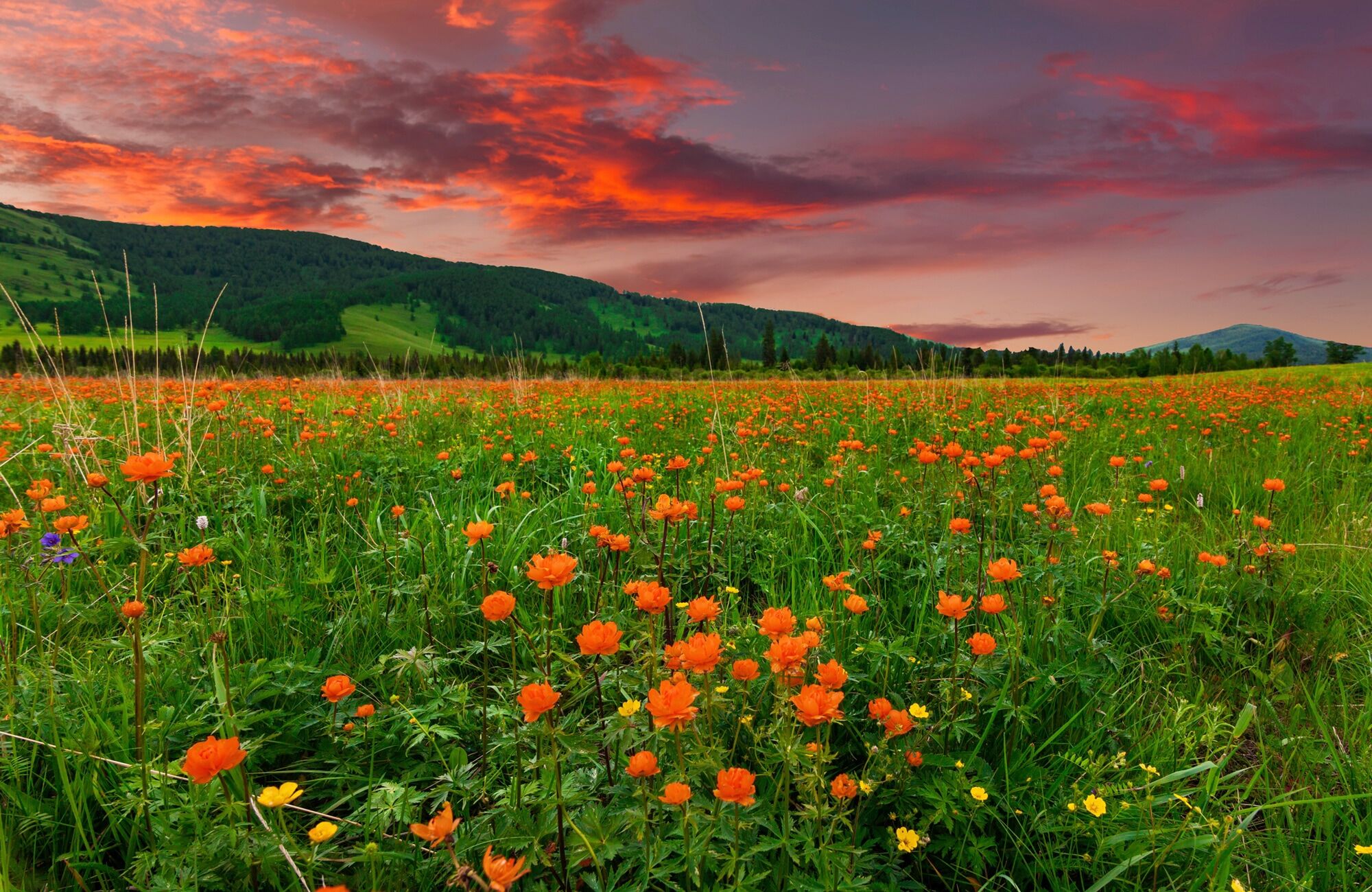 Fototapete PAPERMOON "BLUMEN-WIESE-GEBIRGE NATUR GRÜN SONNE BERG HIMMEL FELD", bunt, B:3,5m L:2,6m, Vlies, Tapeten, Fototapete bunt B/L: 3,5m x 2,6m, Bahnen: 7 Stk.