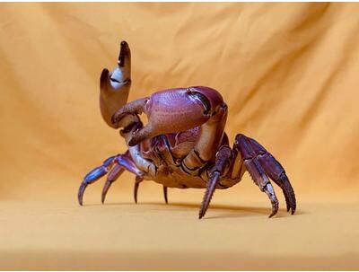 Inspire Essentials Real Crab Specimen Display Collectible Ocean Decor Desk Ornament 5