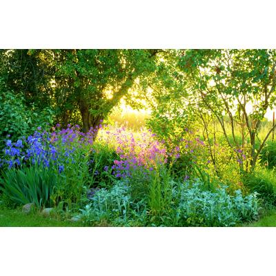 Fototapete PAPERMOON "GARTEN-BLUMEN BÄUME PFLANZEN PARK STEINE BLÜTEN WALD", bunt, B:3m L:2,23m, Vlies, Tapeten