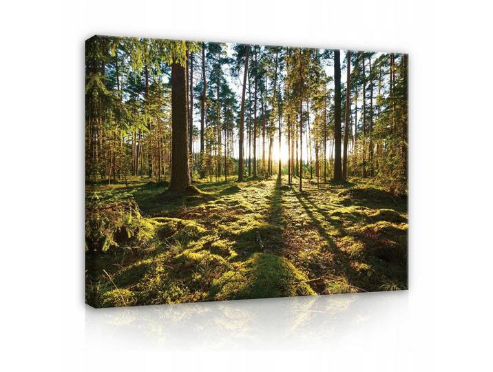 LEINWANDBILDER Wald Natur Wohnzimmer 60x40
