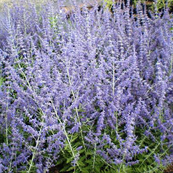 2 x Perovskia Blue Spire Blauraute in pot - Arborix