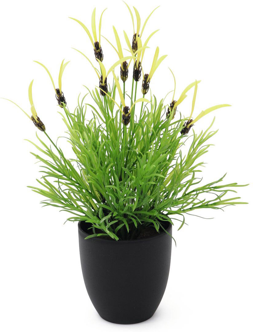 Europalms Federlattich, 40cm