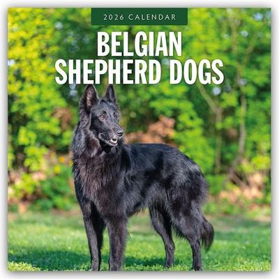 Belgian Shepherd – Belgischer Schäferhund 2026 – 16-Monatskalender