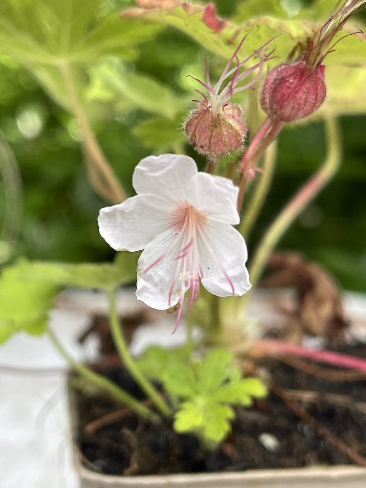 6x Geranium macrorrhizum Spessart in pot, 9x9 cm
