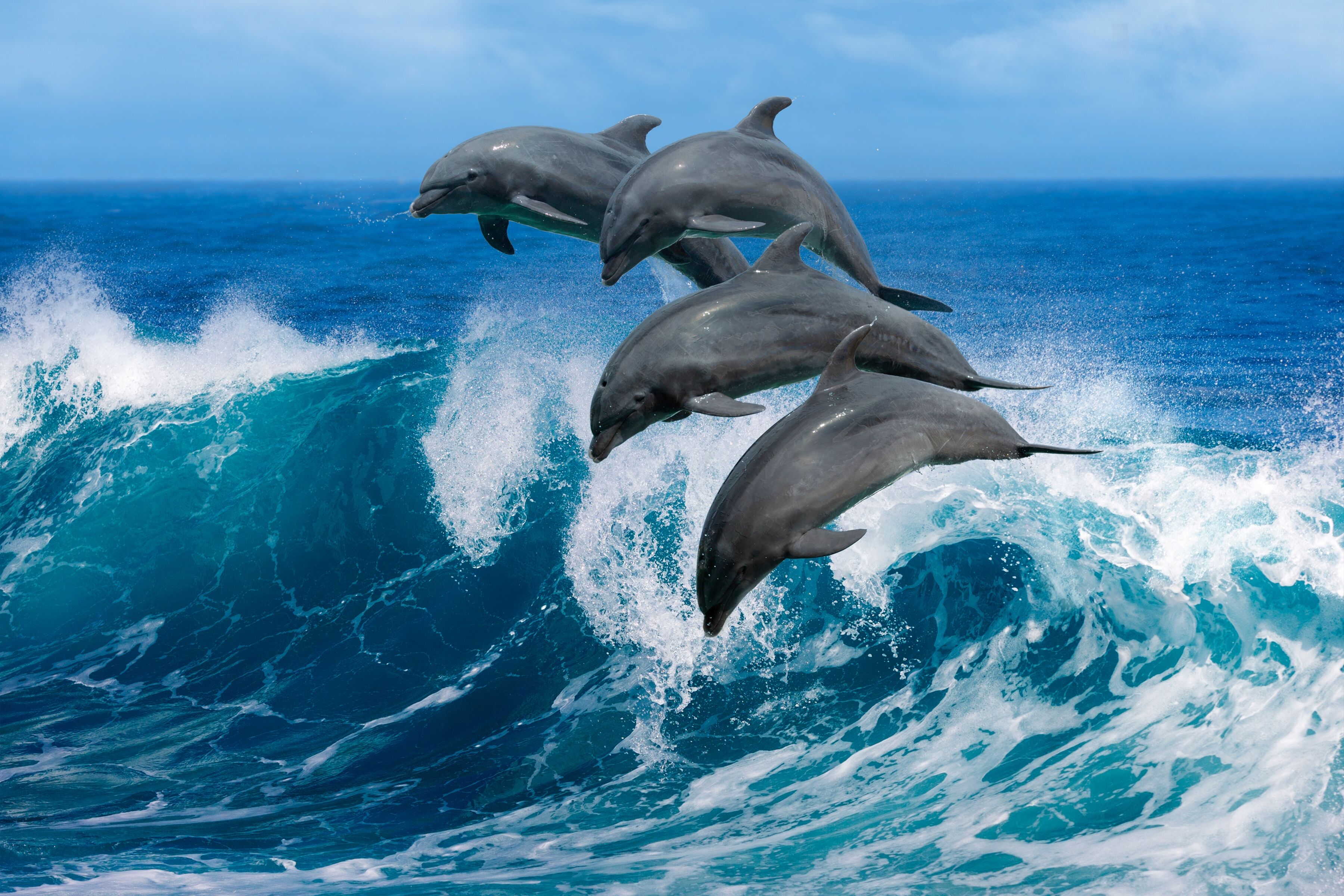 Fototapete PAPERMOON "Playful Dolphins", bunt, B:4m L:2,6m, Vlies, Tapeten, Fototapete bunt B/L: 4m x 2,6m, Bahnen: 8 Stk.