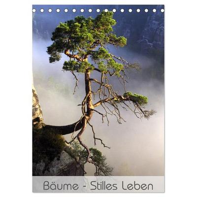 Bäume - Stilles Leben (Tischkalender 2027 DIN A5 hoch), CALVENDO Monatskalender