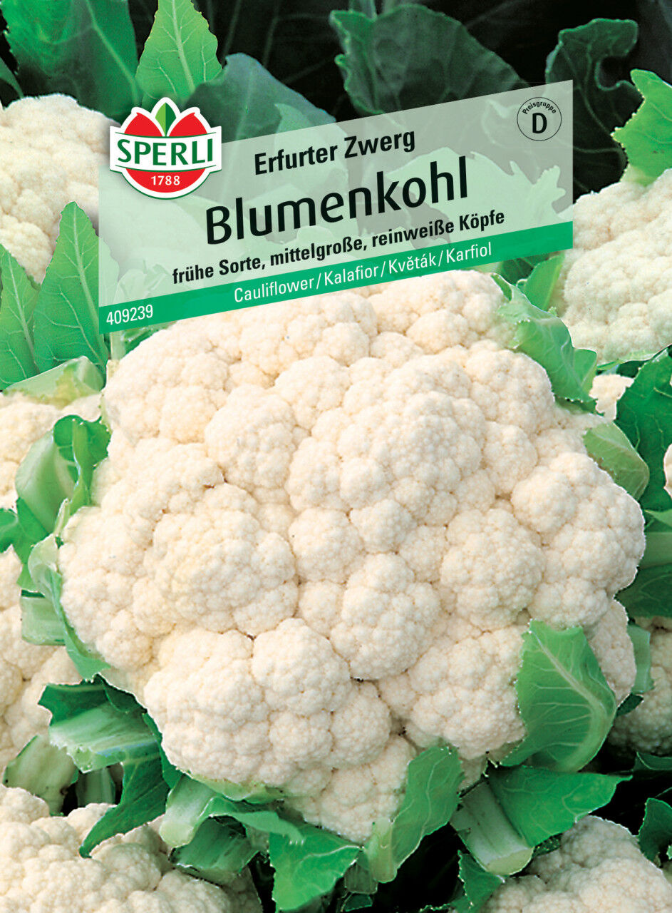 Sperli Blumenkohl Bola de Neve