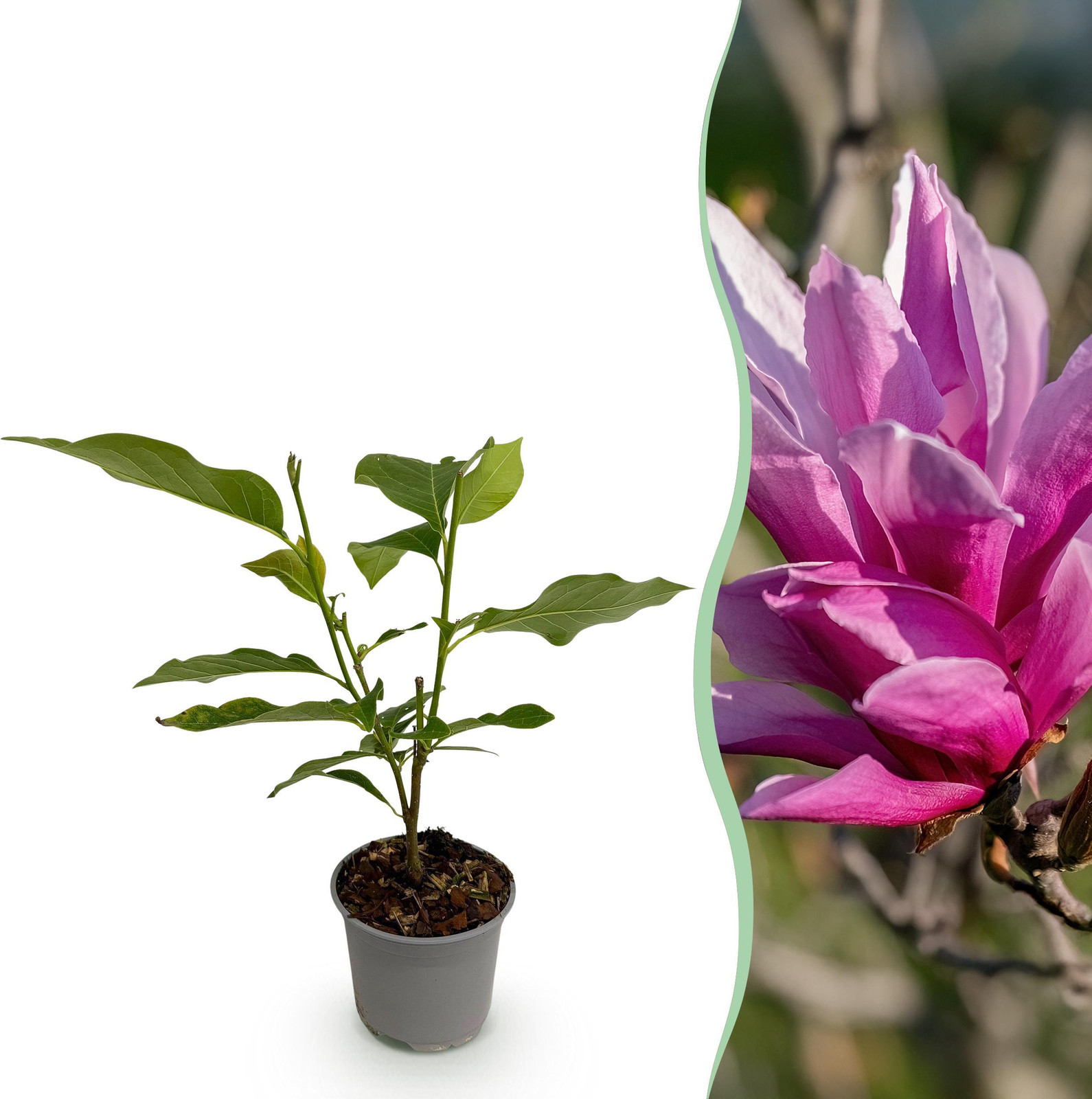 Magnolia liliiflora Nigra Paarse Bloem Bladverliezende Tuinplant van Pflanzenboutique B/D/H: 30 x 12 cm