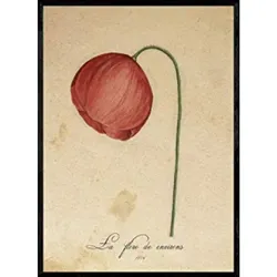 POSTER Mohnblume 2. A4 Schwarzer Rahmen