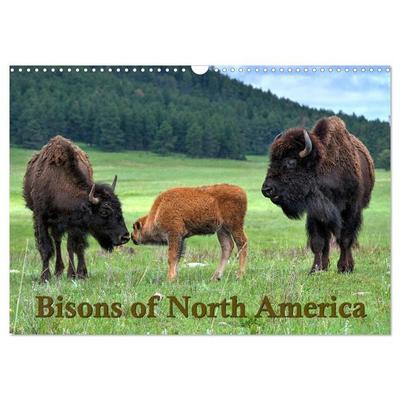 Bisons of North America (Wall Calendar 2026 DIN A3 landscape), CALVENDO 12 Month Wall Calendar