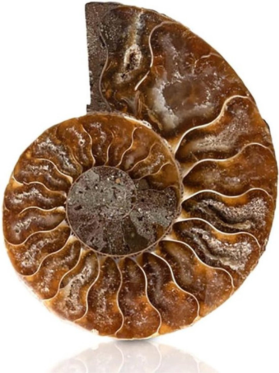 Fossiel Ammoniet Shell voor school en tabletop