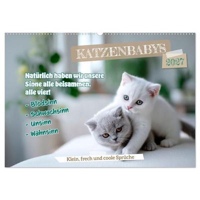 Katzenbabys - Klein, frech und coole Sprüche (Wandkalender 2027 DIN A2 quer), CALVENDO Monatskalender