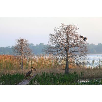 Fototapete PAPERMOON "ANHINGA-WASSER VOGEL", bunt, B:4m L:2,6m, Vlies, Tapeten