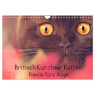 Britisch Kurzhaar Katzen - Poesie fürs Auge (Wandkalender 2026 DIN A4 quer), CALVENDO Monatskalender