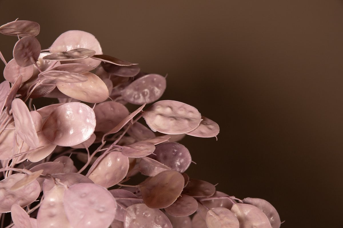 PTMD Collection Kunstplant Pink Money Tree met roze bladeren