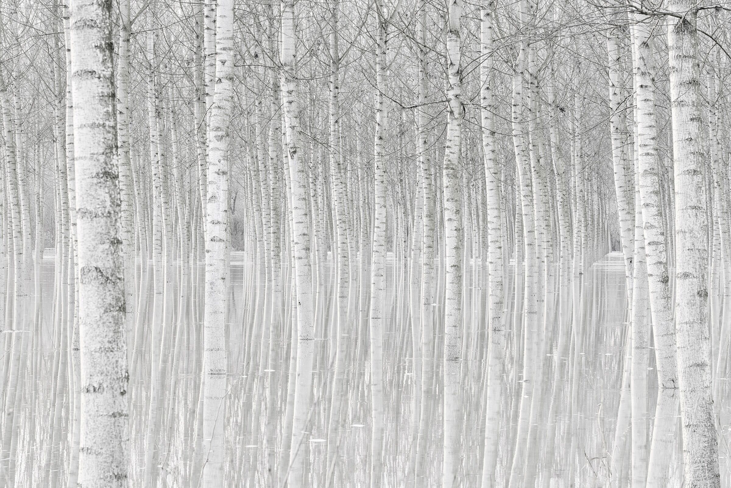 Fototapete PAPERMOON "Photo-Art AGLIONI SIMONE, BÄUME", bunt, B:2,5m L:1,86m, Vlies, Tapeten, Fototapete bunt B/L: 2,5m x 1,86m, Bahnen: 5 Stk.
