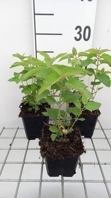 6 x Monarda hybr. Elsie's Lavender Indianenkrans, pot van 9 x 9 cm, GRDplanten