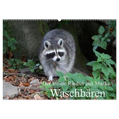 Der kleine Räuber mit Maske - Waschbären (Wandkalender 2026 DIN A2 quer), CALVENDO Monatskalender