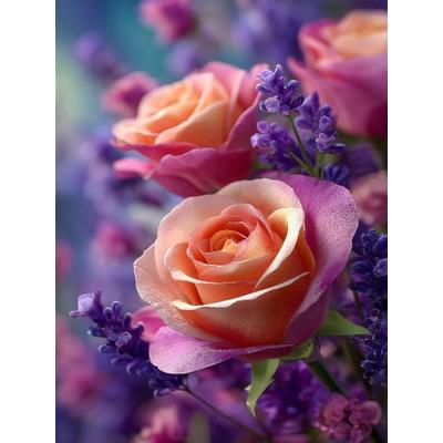 CALVENDO Puzzle Rosen und Lavendel in harmonischer Blüte | 1000 Teile Lege-Größe 64x48cm Foto-Puzzle für glückliche Stunden, Sonstige von , Calvendo
