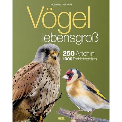 Vögel lebensgroß, Gebundene Ausgabe von Paul Sterry,Bob Read, Heel, 978-3-690-19008-4