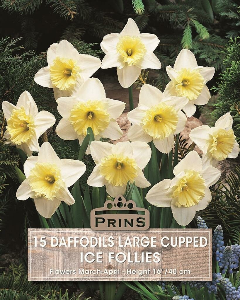 Prins Narcis Ice Follies Daffodils 15 bollen