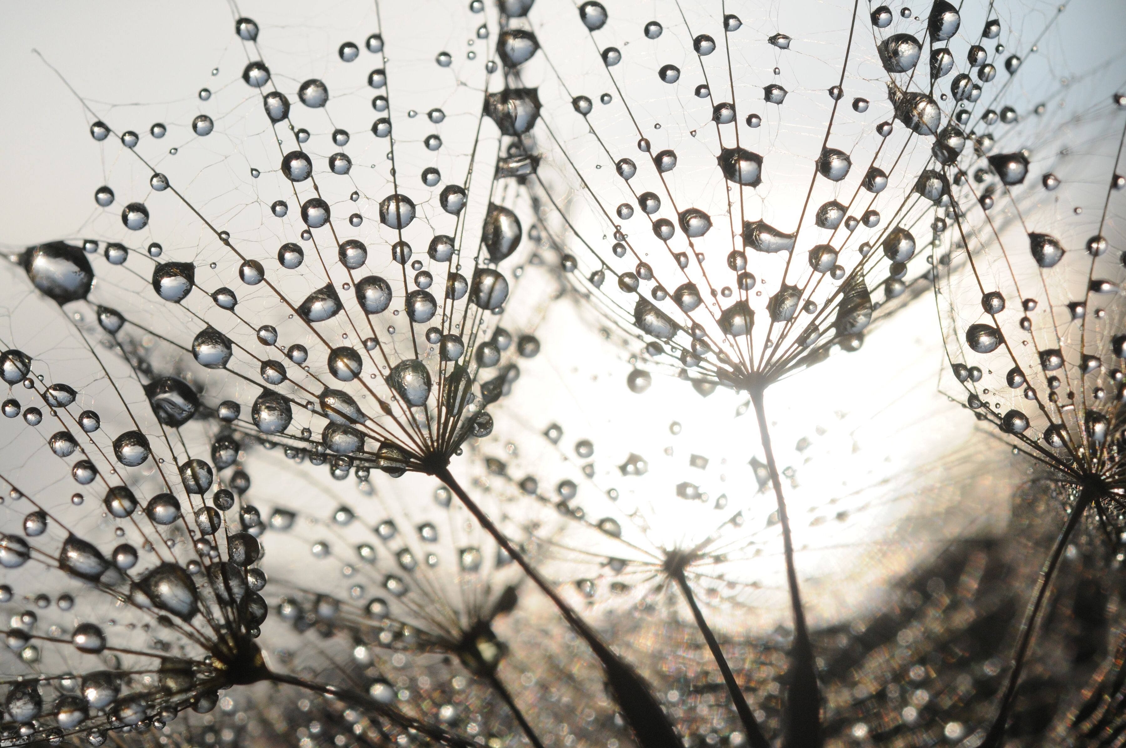 Fototapete PAPERMOON "Dandelion Seeds Drops", bunt, B:3,5m L:2,6m, Vlies, Tapeten, Fototapete bunt B/L: 3,5m x 2,6m, Bahnen: 7 Stk.