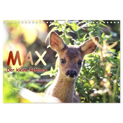 Max, der kleine Rehbock (Wandkalender 2027 DIN A4 quer), CALVENDO Monatskalender