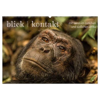 blick kontakt mit tieren im östlichen und südlichen afrika (Wandkalender 2026 DIN A2 quer), CALVENDO Monatskalender