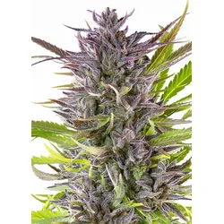 Royal Queen Seeds Green Gelato  3 Samen - 3