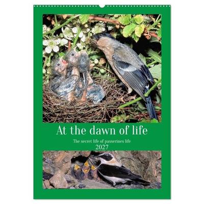 At the dawn of life the secret life of passerines (Wall Calendar 2027 DIN A2 portrait), CALVENDO 12 Month Wall Calendar