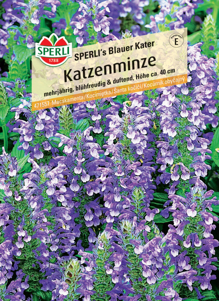 Sperli Katzenminze Sperli's Blauer Kater