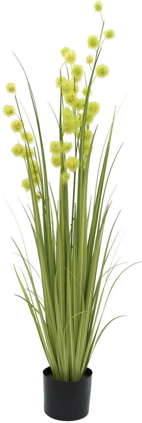 Europalms Pompongras, 122cm
