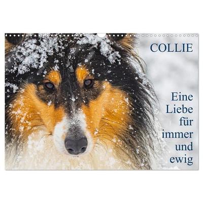 Collies - Eine Liebe für immer und ewig (Wandkalender 2027 DIN A3 quer), CALVENDO Monatskalender