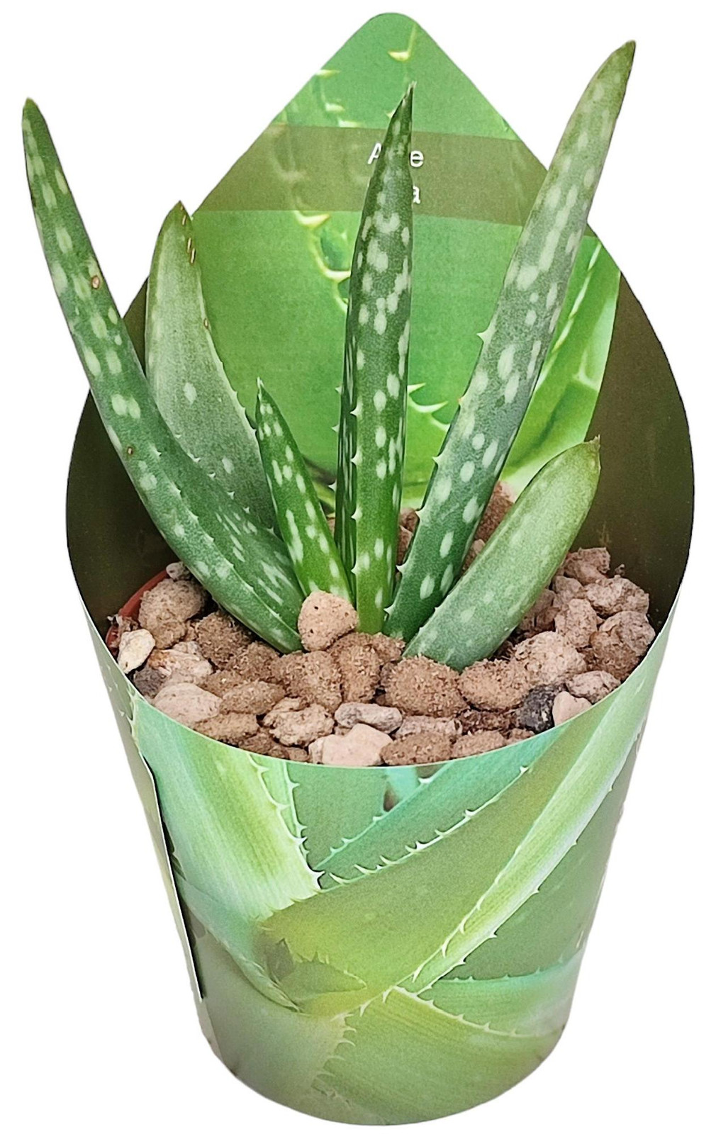 Exotenherz Mini-Aloë Aloe Vera - 15 cm hoog
