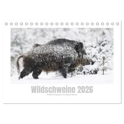 Wildschweine – Wildlife Fotografien (Tischkalender 2026 DIN A5 quer), CALVENDO Monatskalender