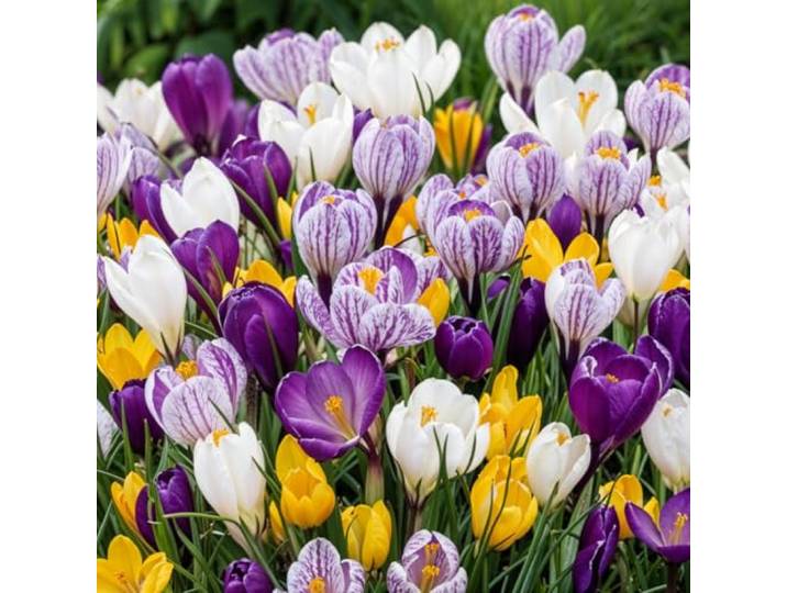 Riesen Krokusse Zwiebeln Winterhart Mehrjährig - 1000 Blumenzwiebeln Mix von 5 Sorten, Echte Pflanzen aus Holland, für Garten, Balkon und Topf (kein Samen, nicht künstlich)