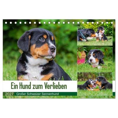 Ein Hund zum Verlieben - Großer Schweizer Sennenhund (Tischkalender 2027 DIN A5 quer), CALVENDO Monatskalender