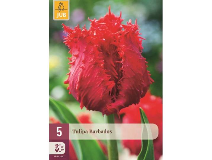 Tulp Barbados 5 bollen