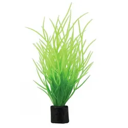 HOBBY Plant Lilaeopsis mini 1,5 x 1,5 x 7 Centimeter Aquarieneinrichtung