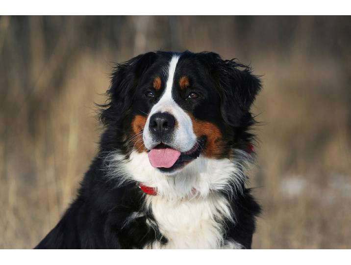 Fototapete PAPERMOON Hund, Berner Sennenhund , bunt, B:5m L:2,8m, Vlies, Tapeten, Fototapete