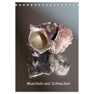 Muscheln und Schnecken (Tischkalender 2027 DIN A5 hoch), CALVENDO Monatskalender