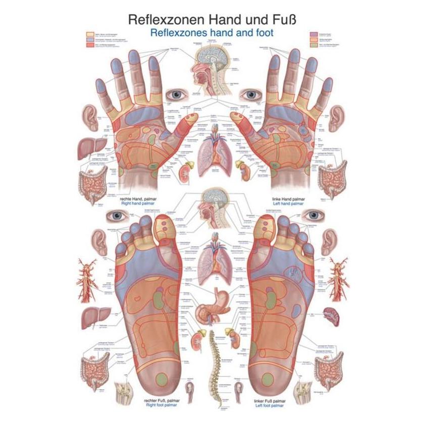 Erler Zimmer Lehrtafel Reflexzonen Hand und Fuss, 70x100cm (EZ-AL127)