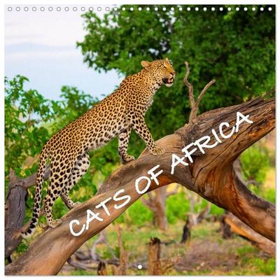CATS OF AFRICA (Wall Calendar 2027 12 × 12 Inch) CALVENDO 12 Month Wall Calendar