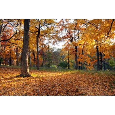 Papermoon "Herbstwald"