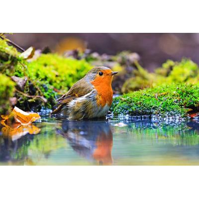 Papermoon "Vogel im Wasser"